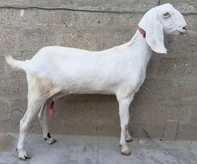 3 Goats Setup For Sale Urgent Sale karni he 03162918168