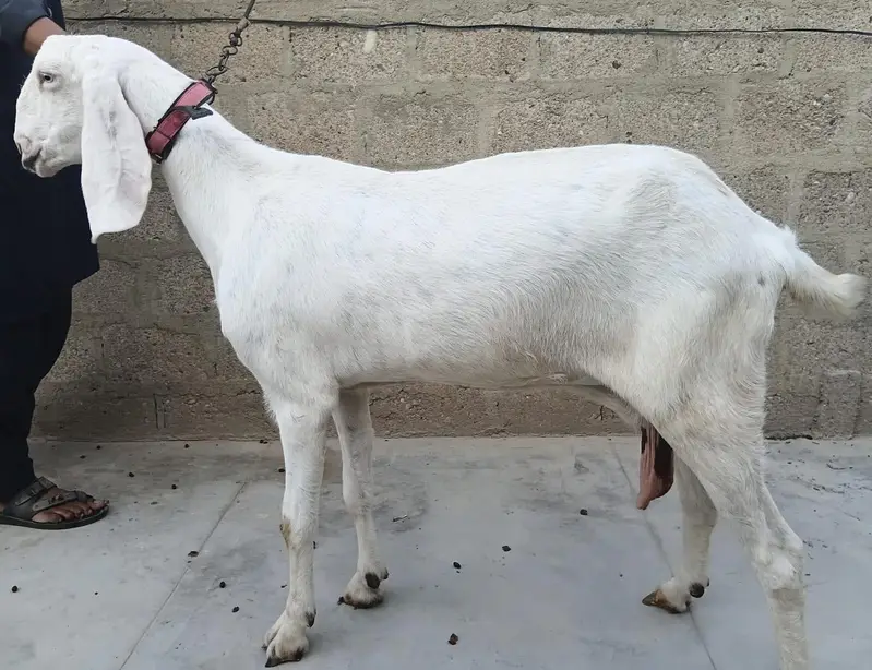 3 Goats Setup For Sale Urgent Sale karni he 03162918168 — photo 2