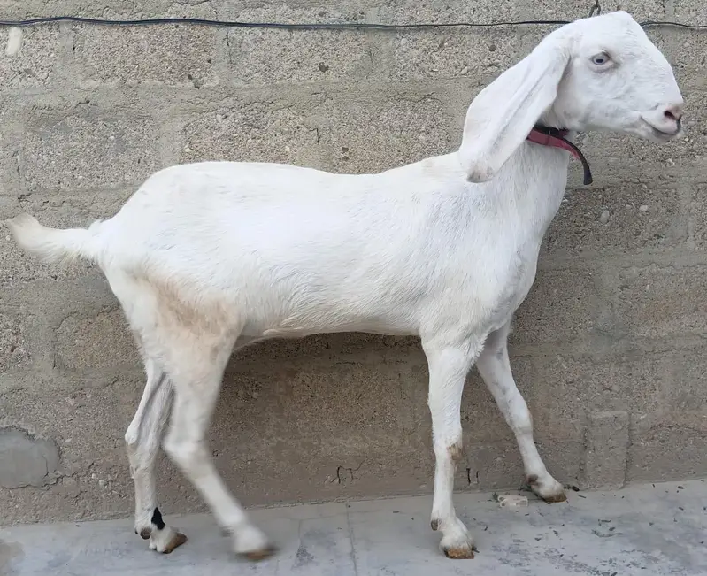 3 Goats Setup For Sale Urgent Sale karni he 03162918168 — photo 3