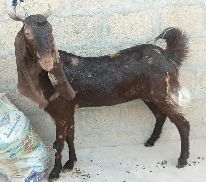 3 Goats Setup For Sale Urgent Sale karni he 03162918168 — photo 4