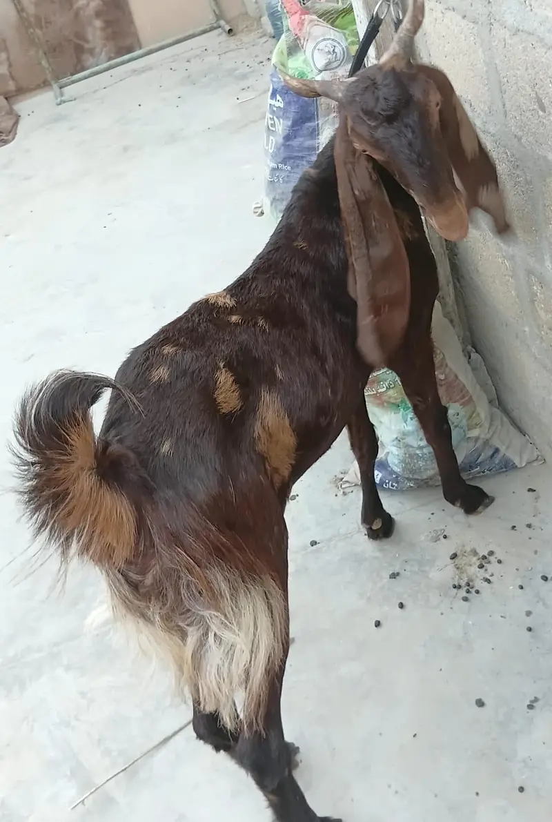 3 Goats Setup For Sale Urgent Sale karni he 03162918168 — photo 5