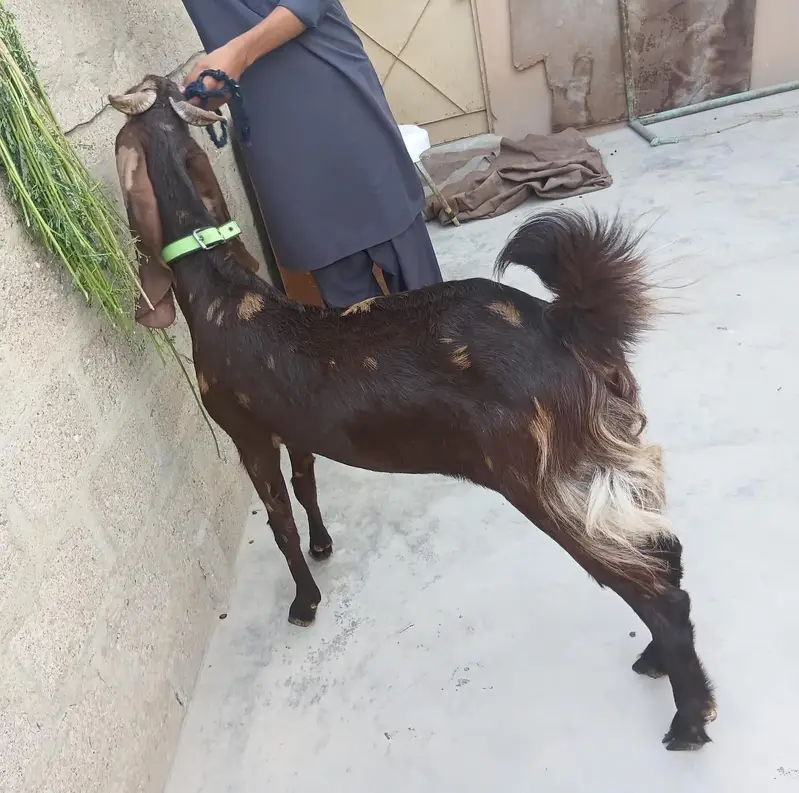 3 Goats Setup For Sale Urgent Sale karni he 03162918168 — photo 6