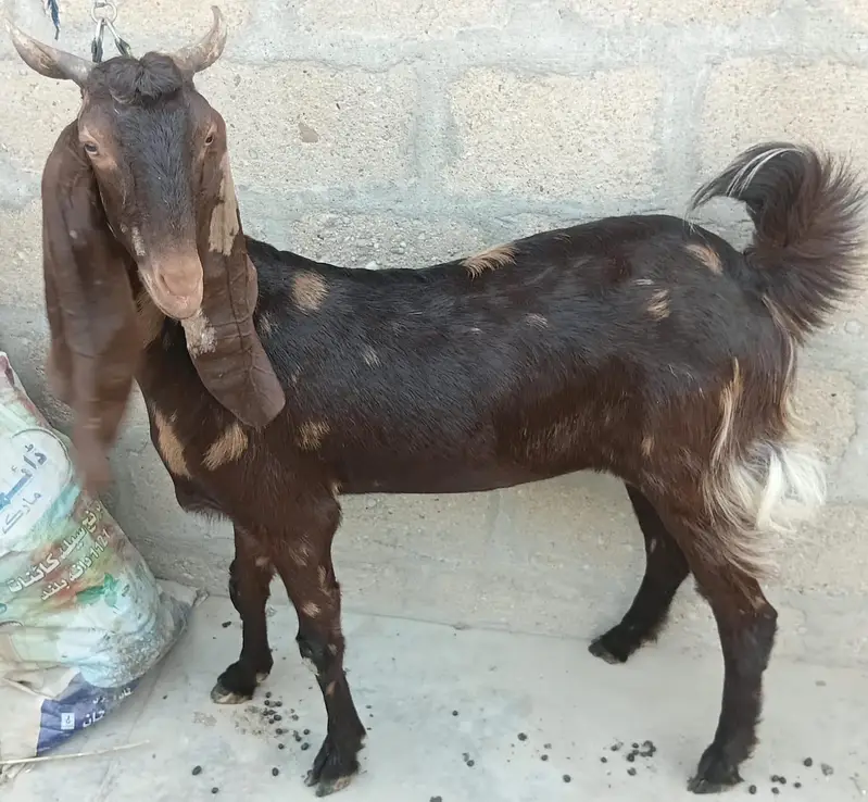 3 Goats Setup For Sale Urgent Sale karni he 03162918168 — photo 7
