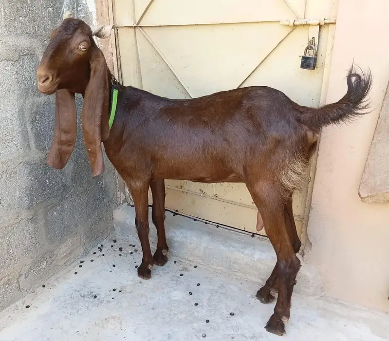 3 Goats Setup For Sale Urgent Sale karni he 03162918168 — photo 8