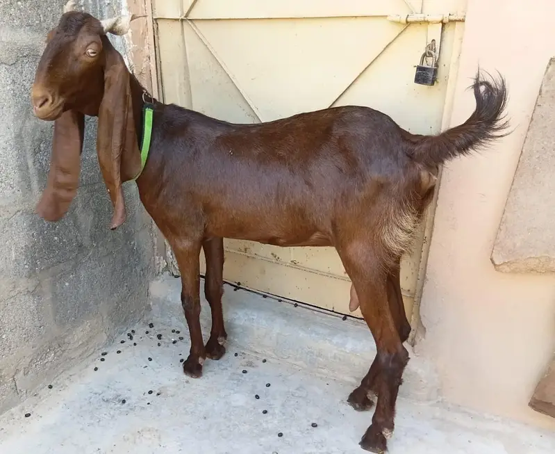 3 Goats Setup For Sale Urgent Sale karni he 03162918168 — photo 9
