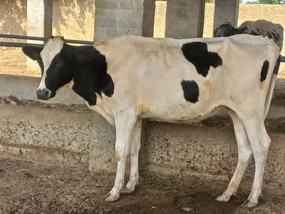 Friesian Bachri gabhan 4th month