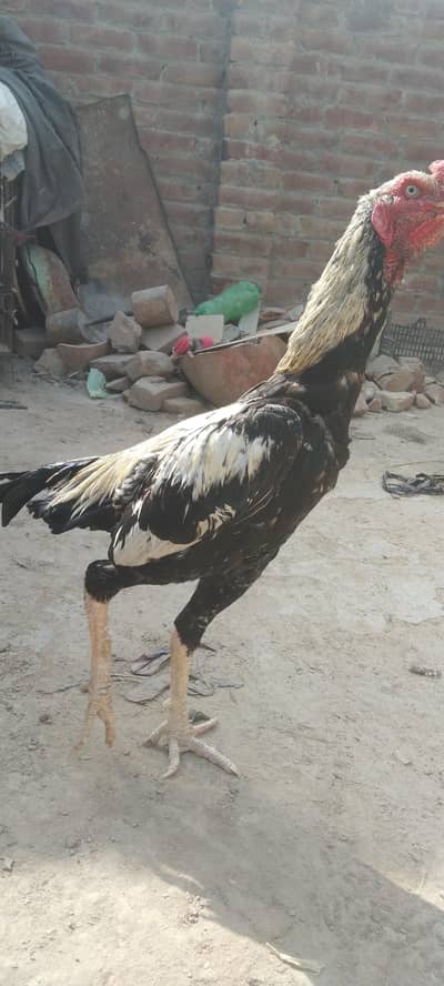 Pure Aseel birds for sale