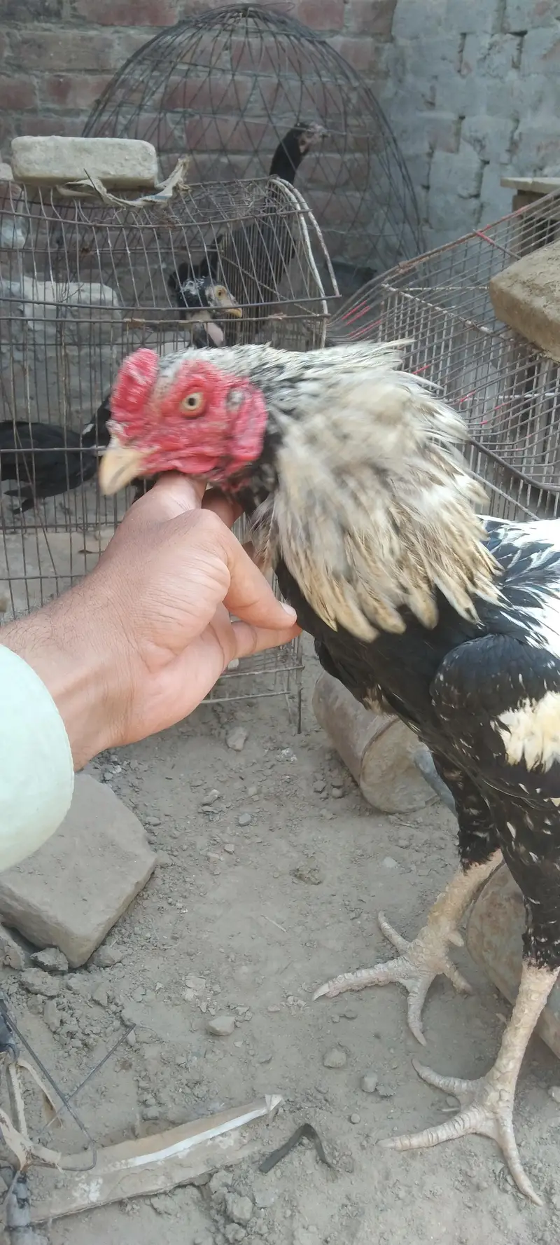 Pure Aseel birds for sale — photo 2