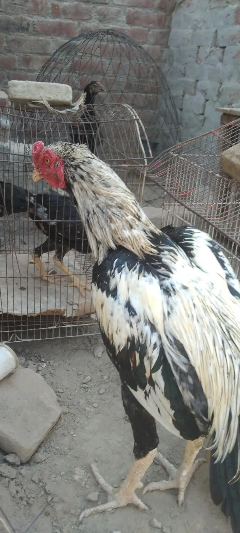 Pure Aseel birds for sale — photo 3