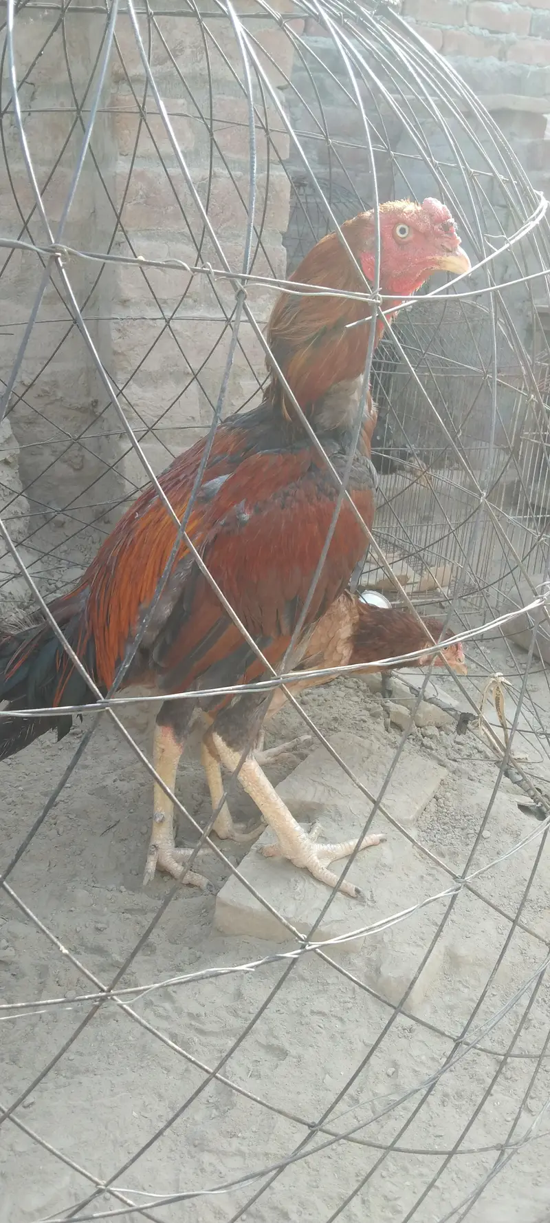 Pure Aseel birds for sale — photo 4