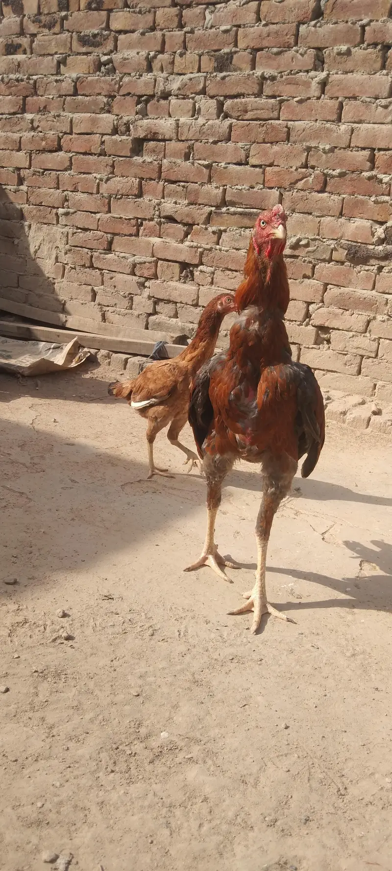 Pure Aseel birds for sale — photo 5
