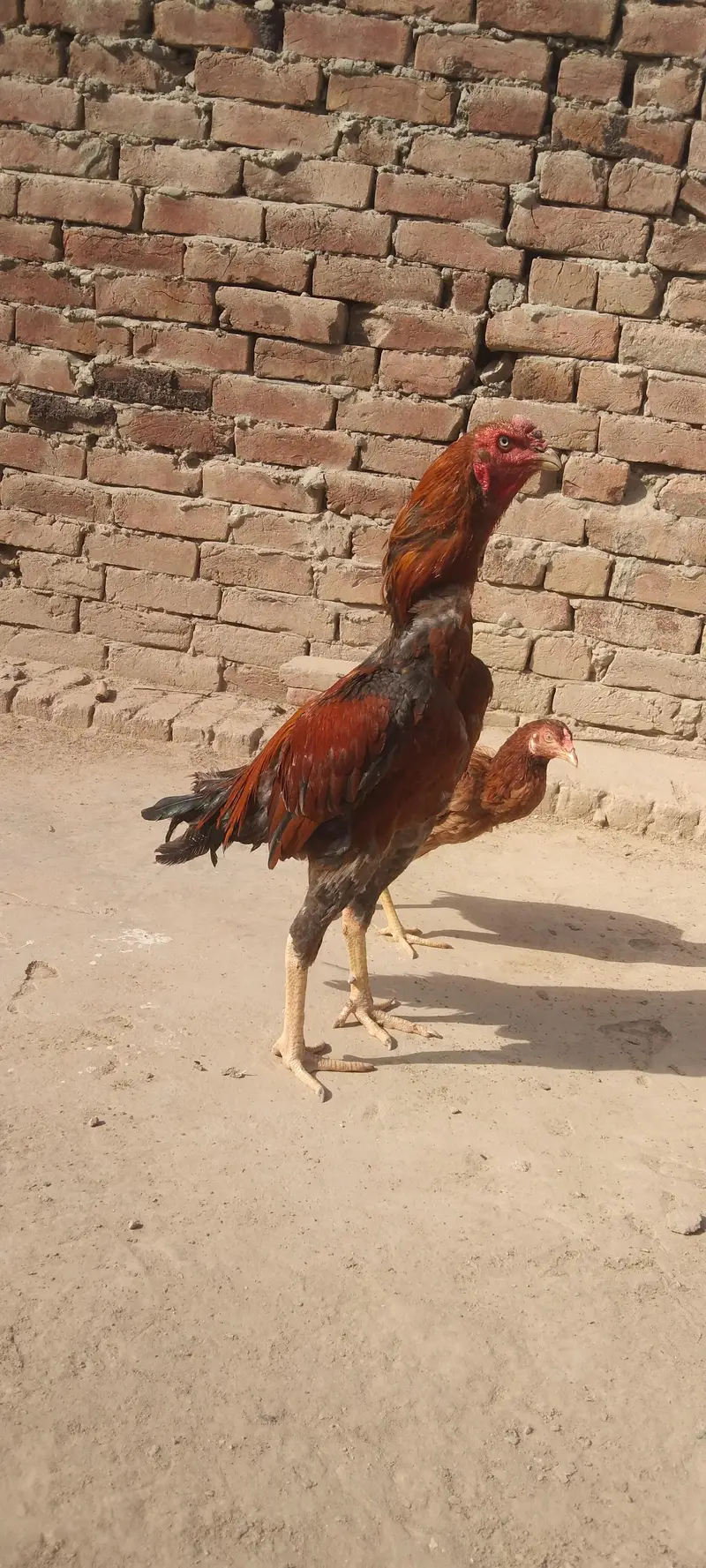 Pure Aseel birds for sale — photo 6