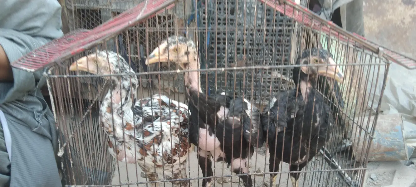Pure Aseel birds for sale — photo 7