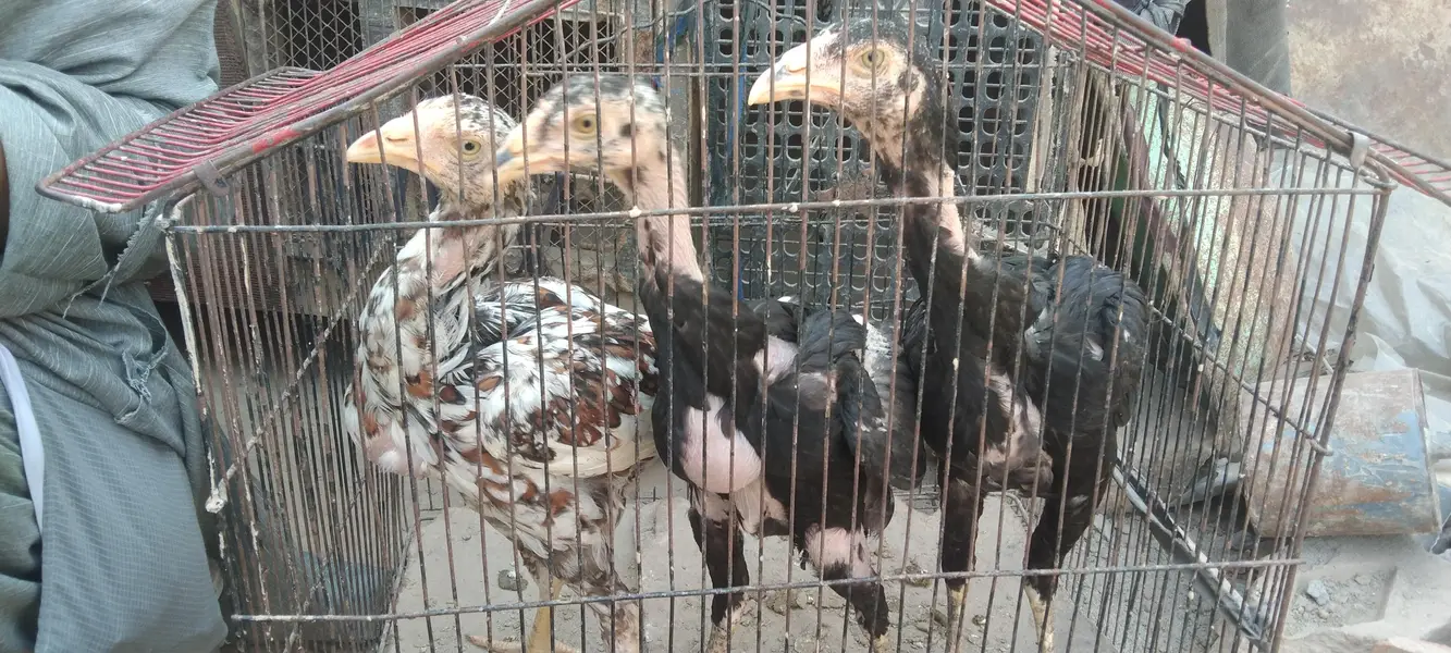 Pure Aseel birds for sale — photo 8