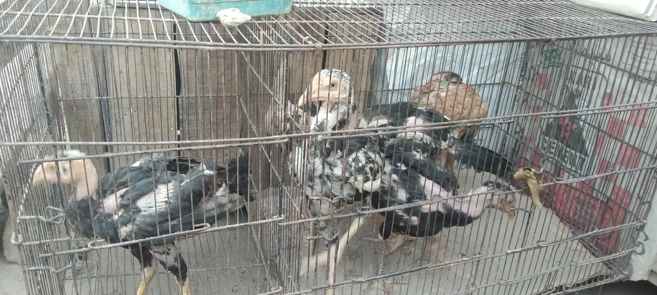 Pure Aseel birds for sale — photo 9