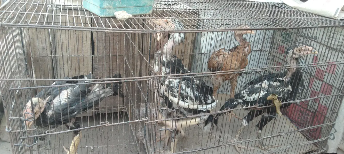 Pure Aseel birds for sale — photo 10