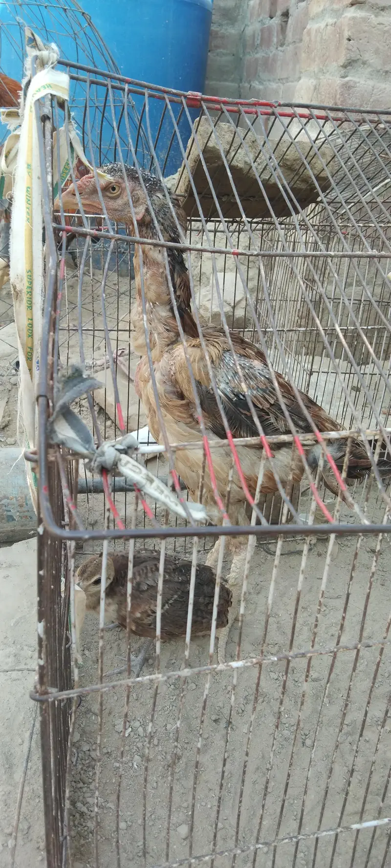 Pure Aseel birds for sale — photo 11