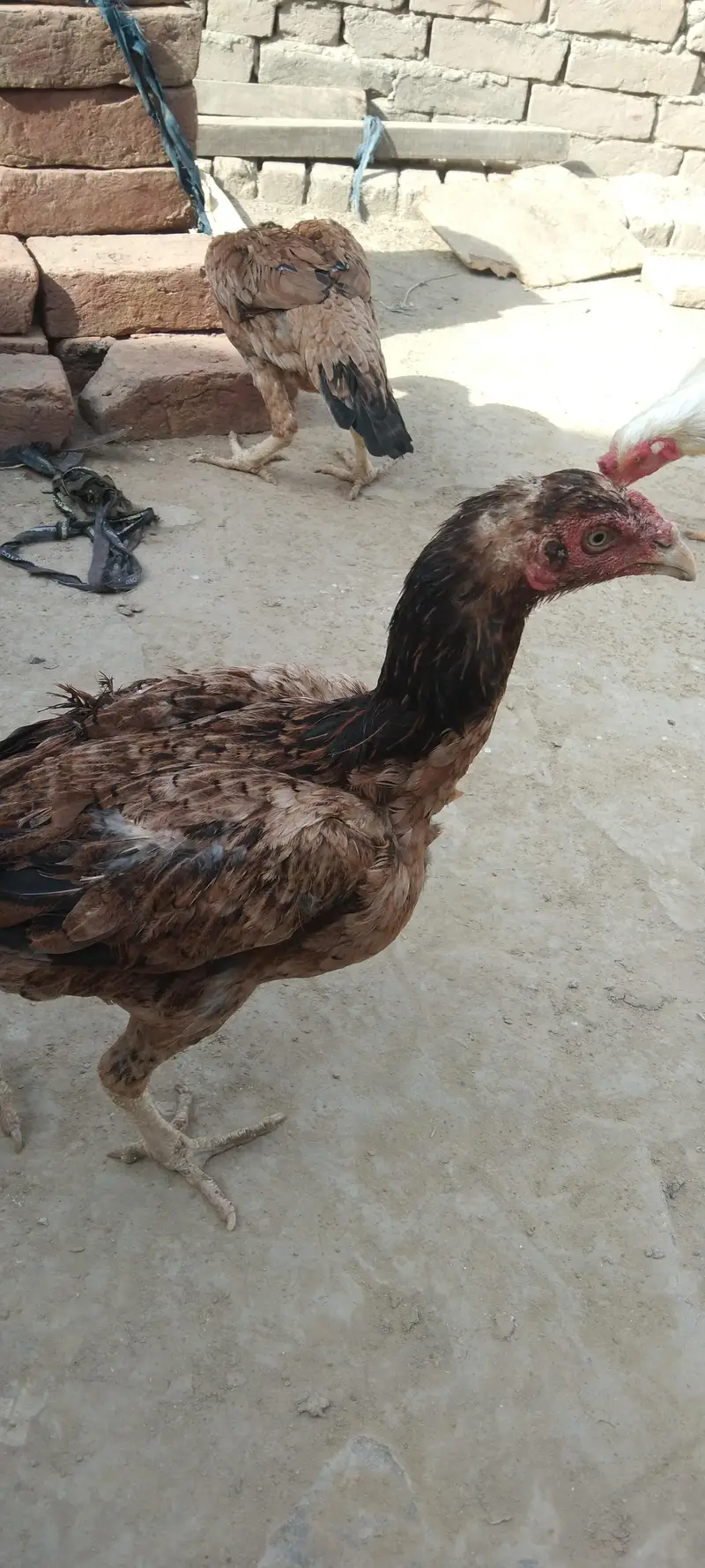 Pure Aseel birds for sale — photo 12