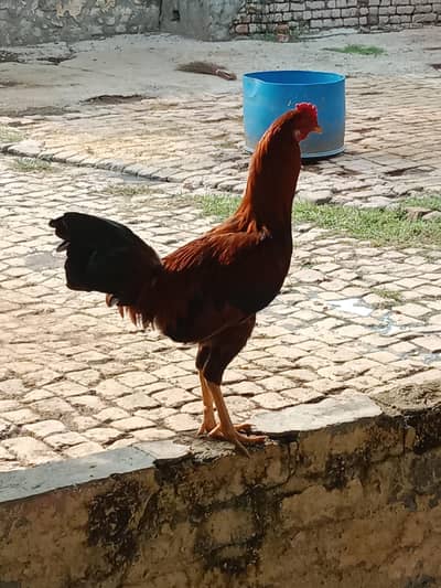 Aseel Murgh
