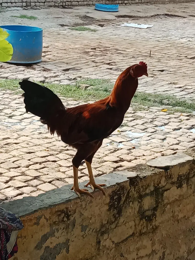 Aseel Murgh — photo 2