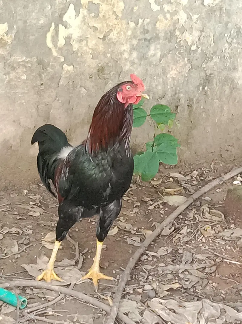 Aseel Murgh — photo 3