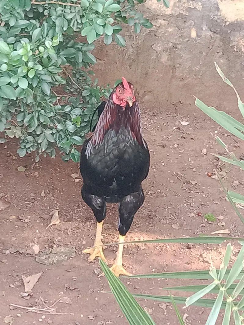 Aseel Murgh — photo 4