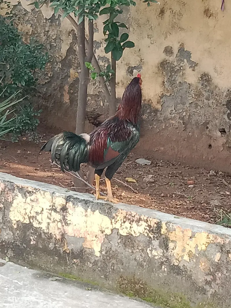 Aseel Murgh — photo 5