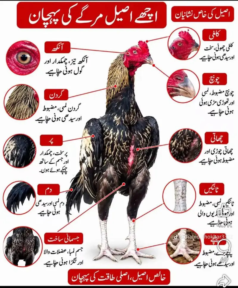 Aseel Murgh — photo 6