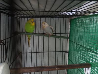 budgies confirm guaranteed breeder pair for sale