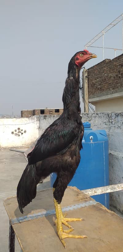 sale sale 03175087917
