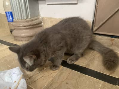 American cat