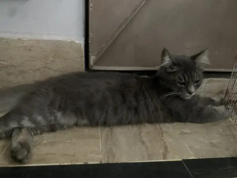American cat — photo 2
