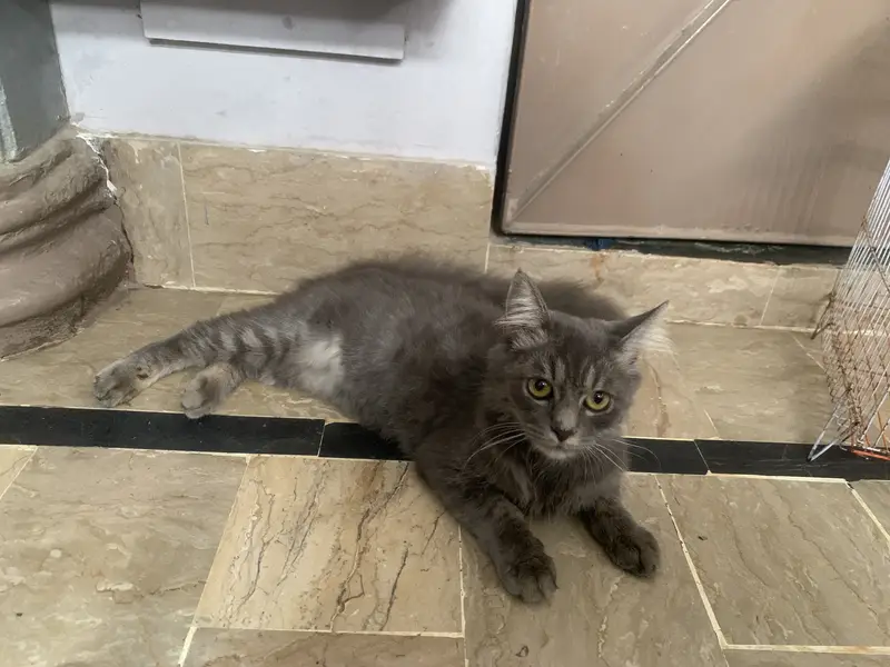 American cat — photo 3