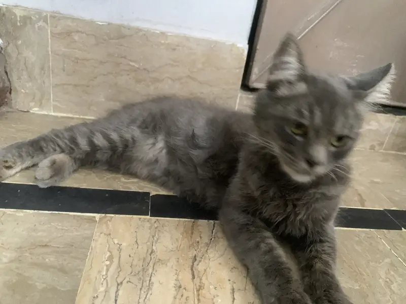 American cat — photo 4