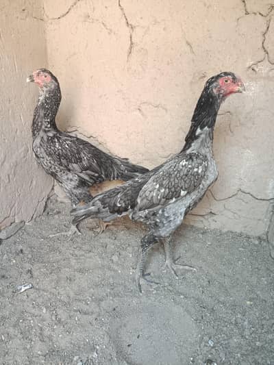 Aseel Shamo females