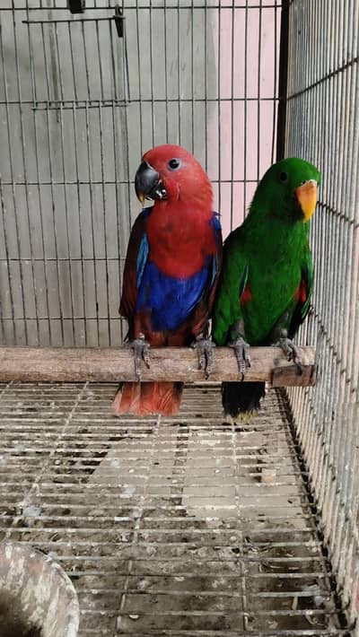 Electus young pair/03152248124