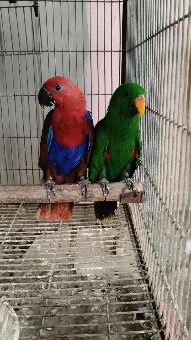 Electus young pair/03152248124 — photo 2