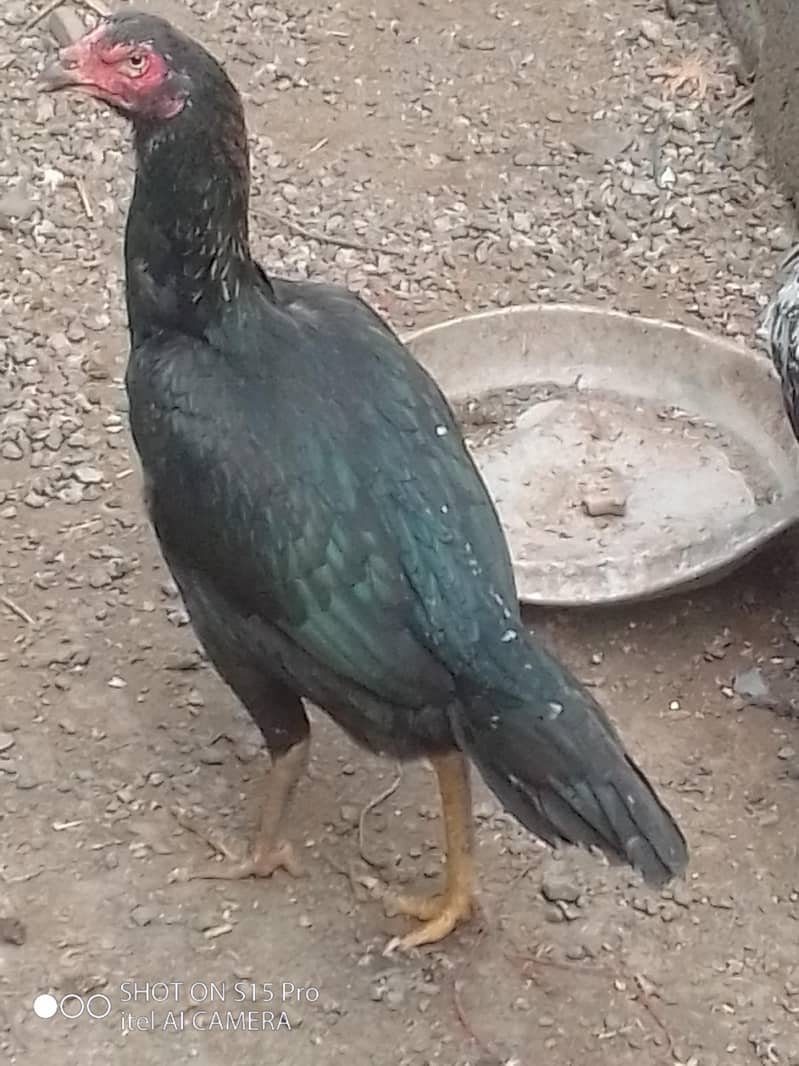 argent sell 2