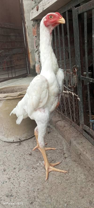 paper white shamo patha available