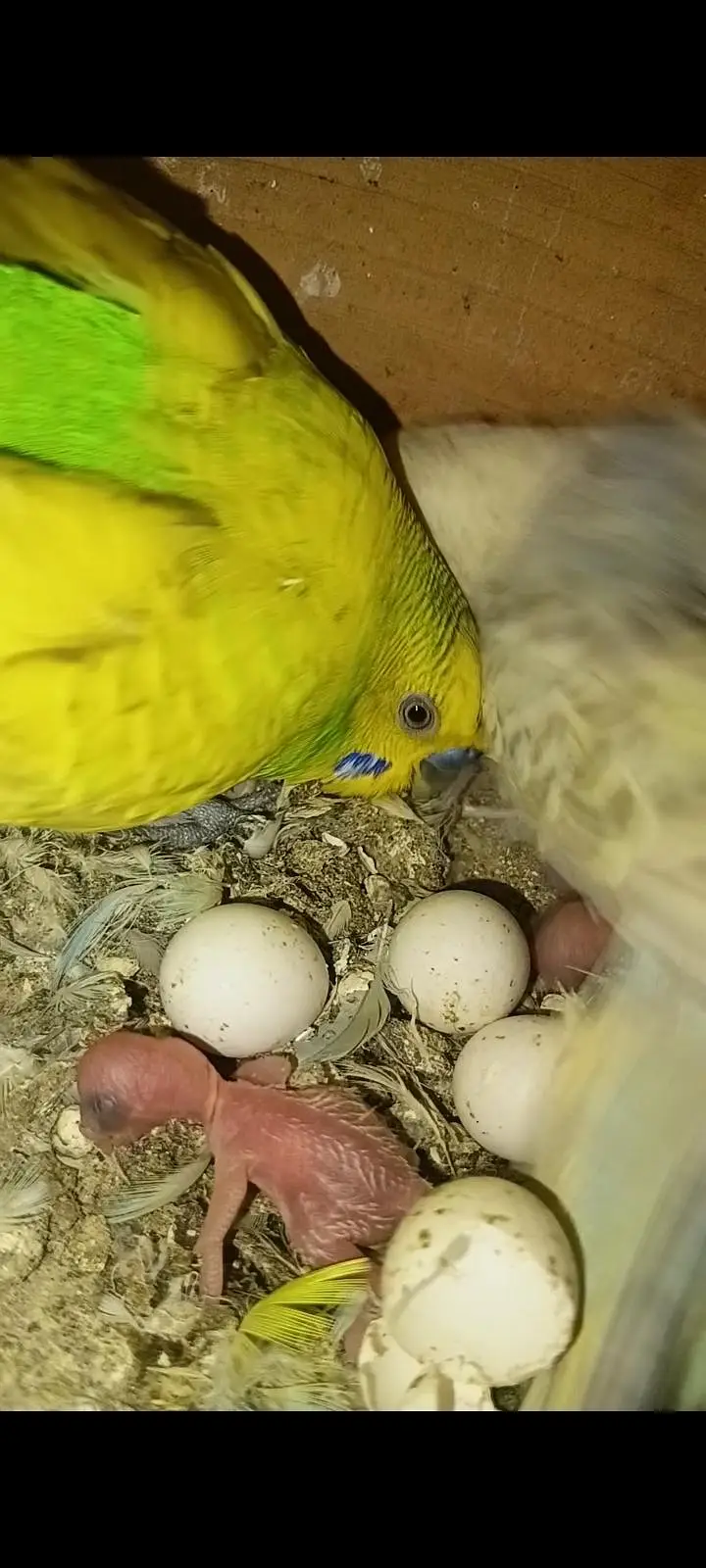 budgies confirm guaranteed breeder pair for sale — photo 3