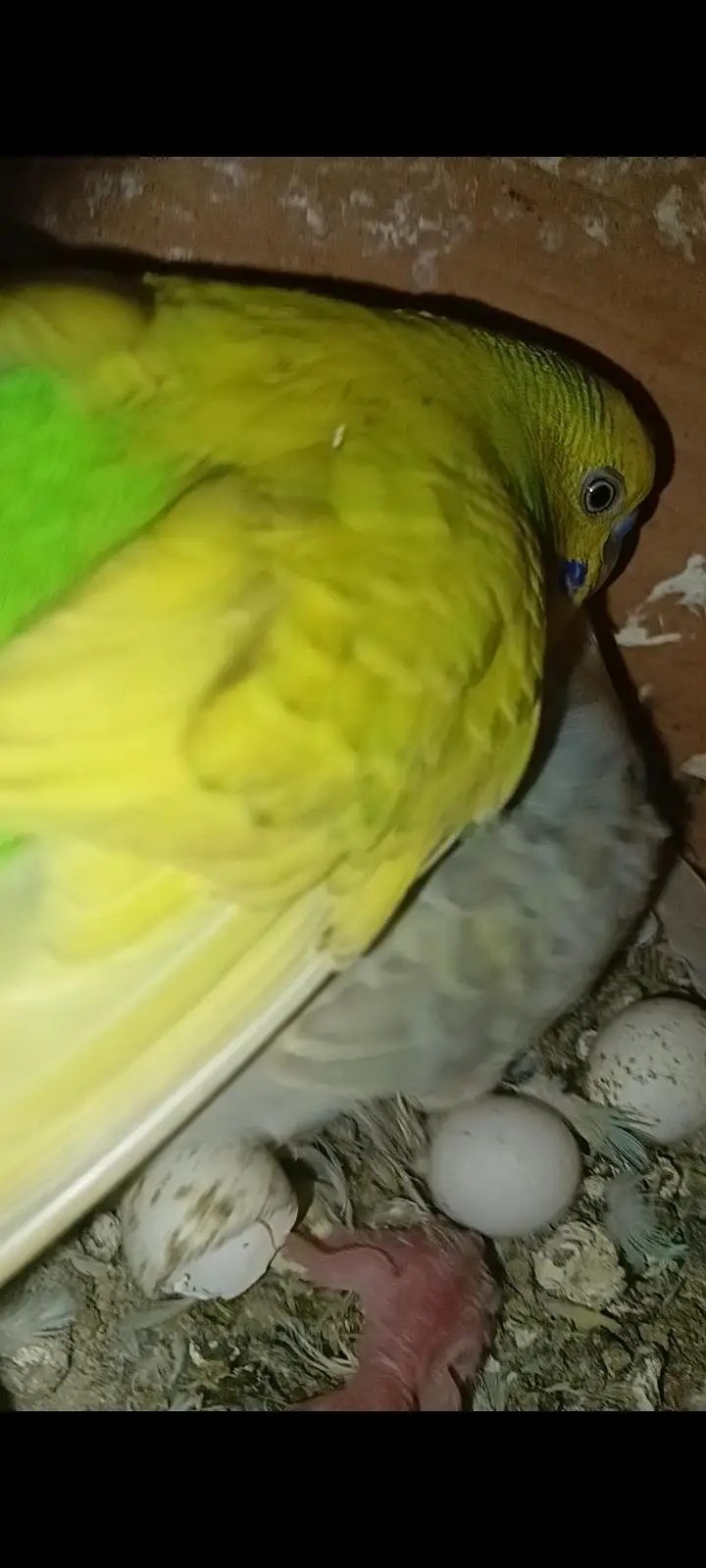 budgies confirm guaranteed breeder pair for sale — photo 4