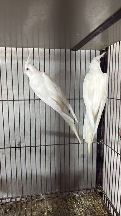 4500 dead 0 bhes PAIR 03146000146