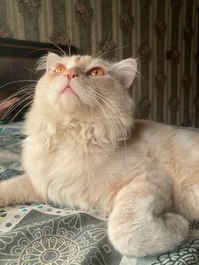 Persian double coat cat