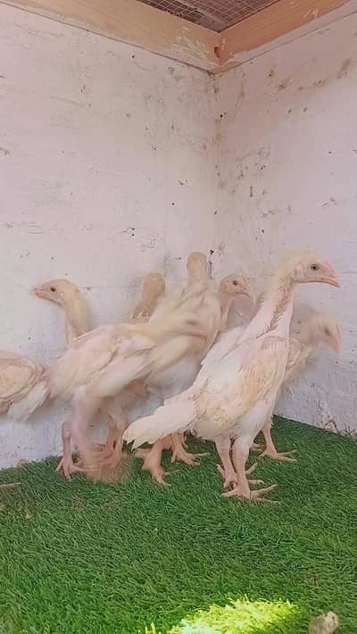 white shamoo chicks