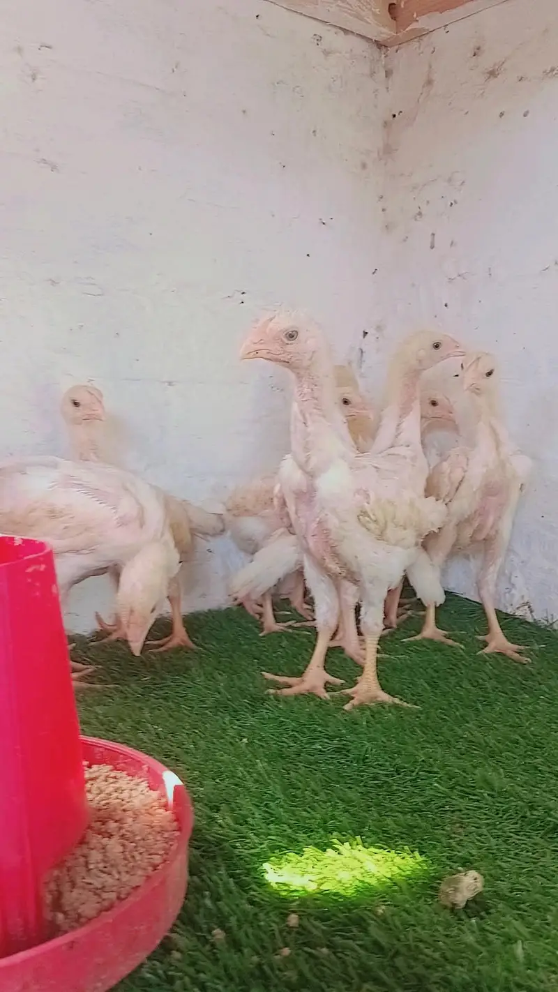 white shamoo chicks — photo 2