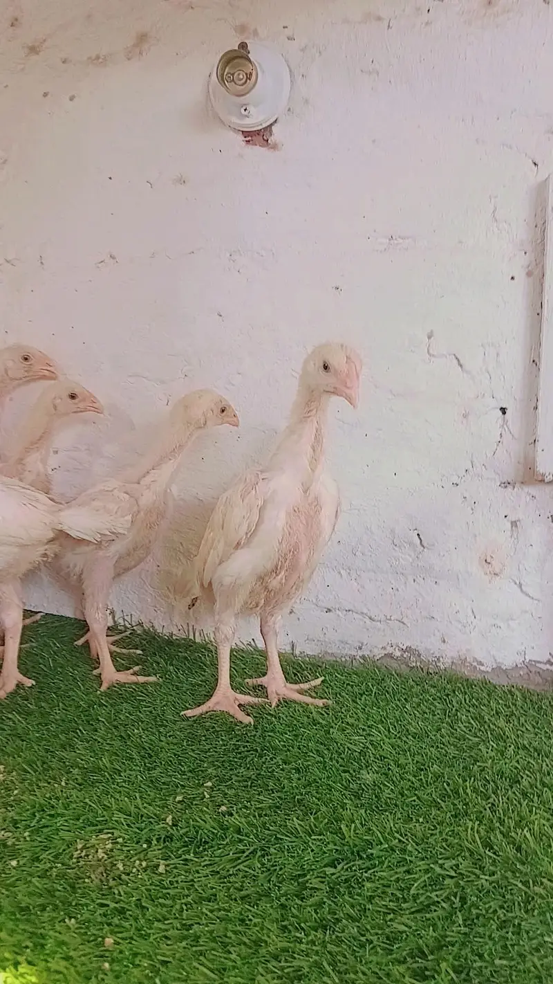 white shamoo chicks — photo 3
