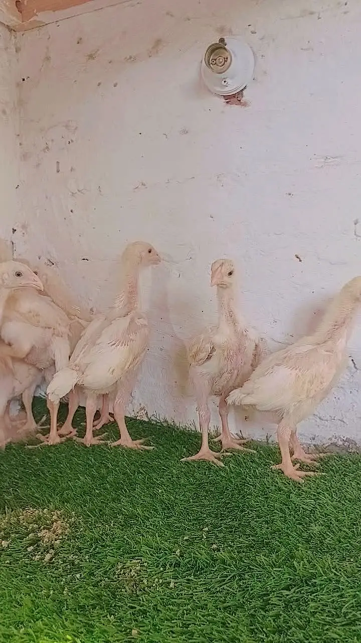 white shamoo chicks — photo 4