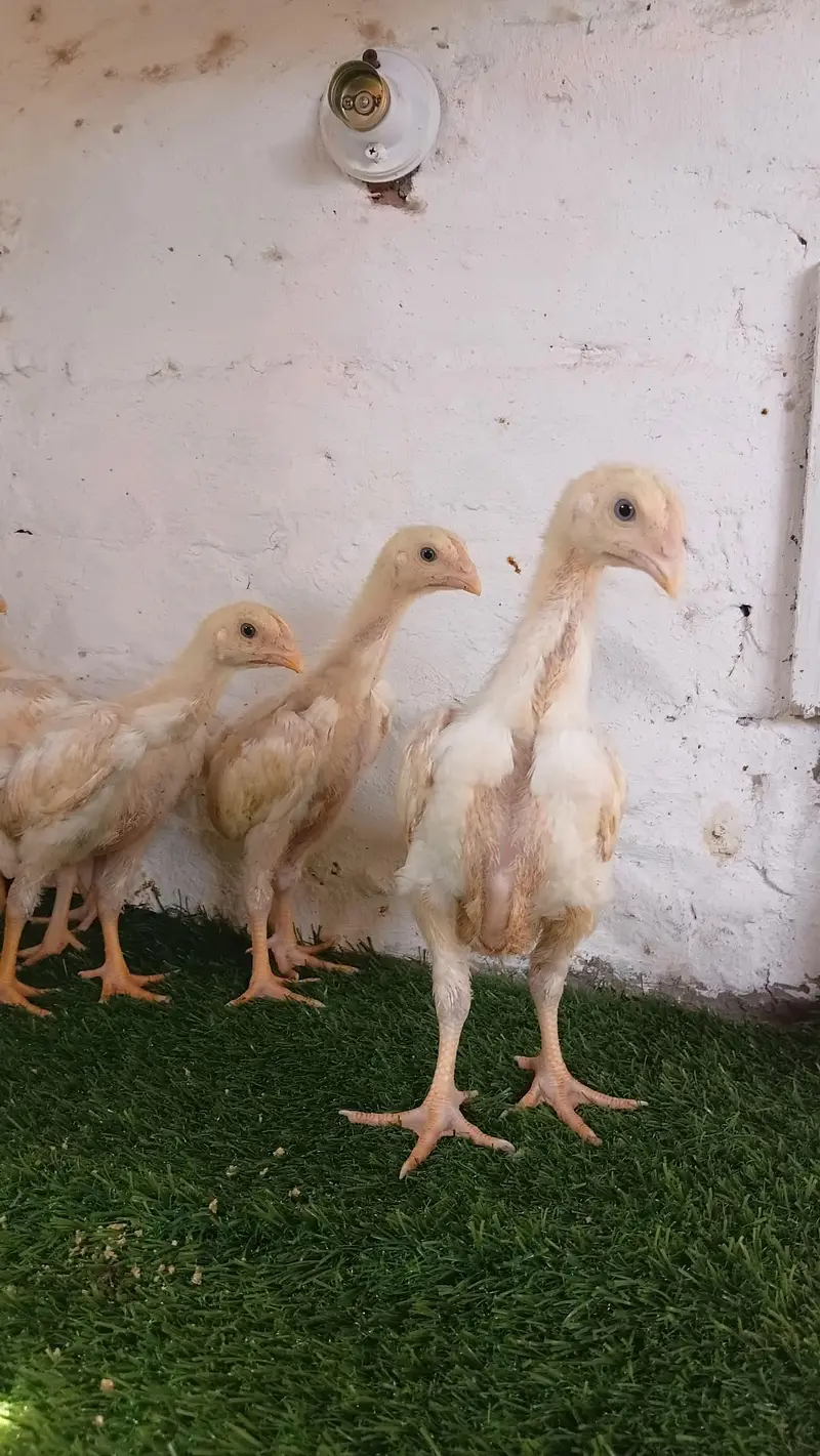 white shamoo chicks — photo 5