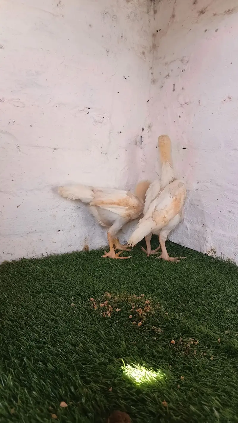 white shamoo chicks — photo 6