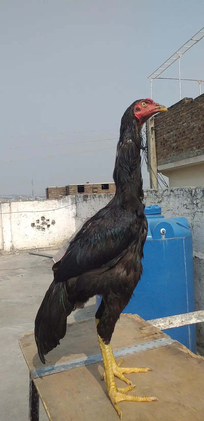 mushka aseel  2 males 03175087917 — photo 2